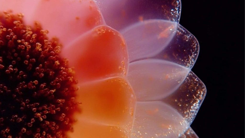 Macro shot of a translucent petal structure with vibrant pink, coral, and lavender hues symbolizing softness, tactility, and organic innovation in fashion and design.