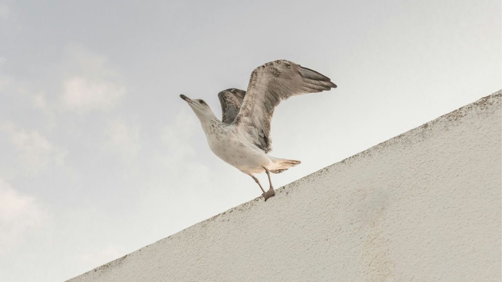 Seagull taking flight from a white ledge, symbolizing freedom and elevation in C2 Fashion Studio’s regenerative vision.