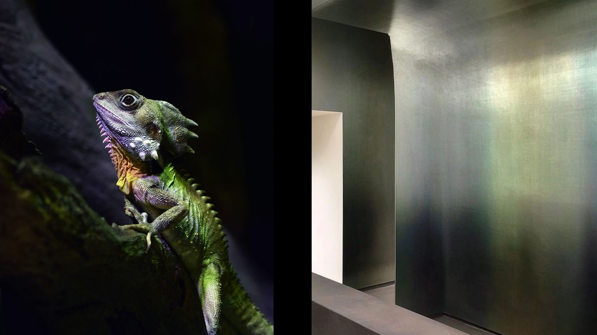Split image showing a vibrant lizard in natural lighting and a metallic interior wall with iridescent tones, symbolizing nature’s influence on futuristic design.
