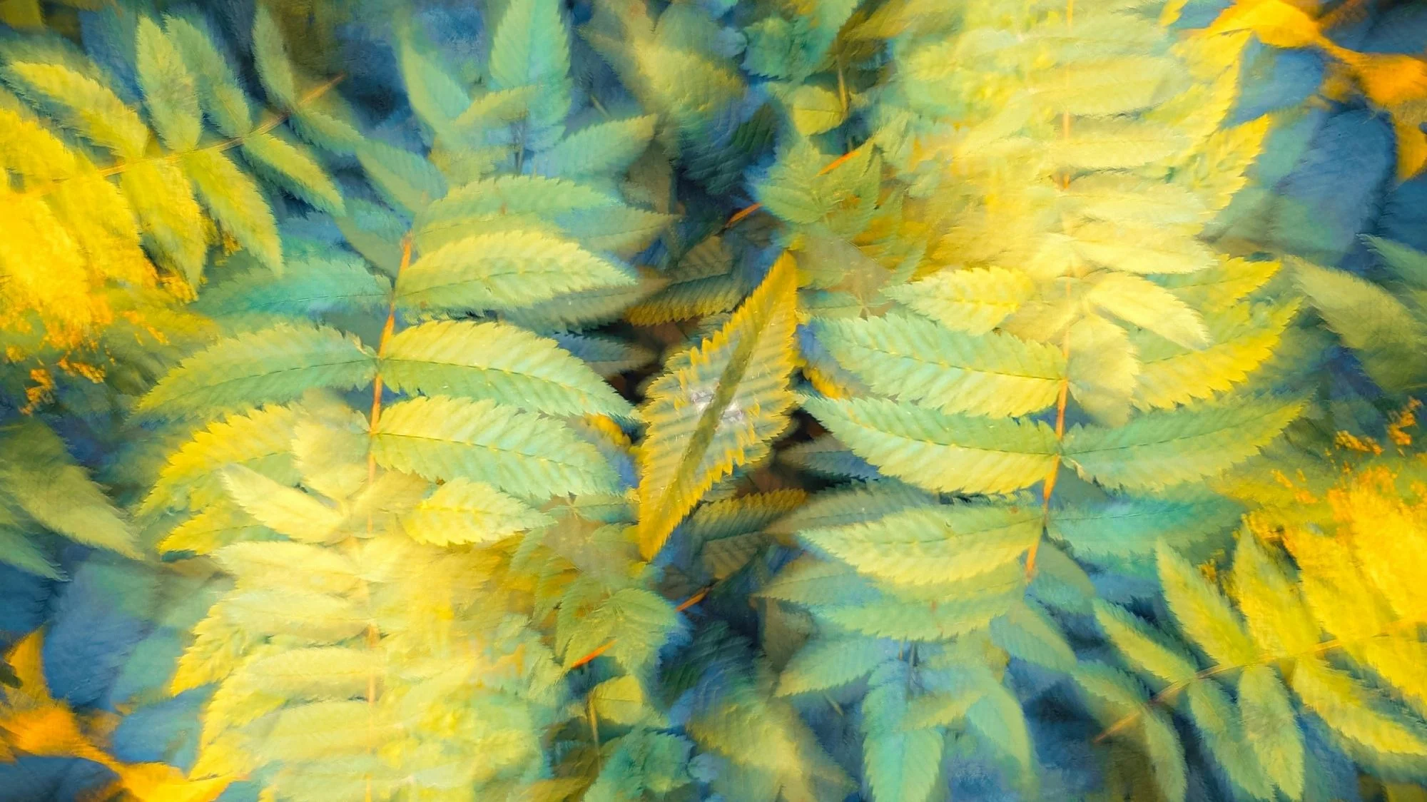 Abstract layered image of yellow-green fern-like leaves with soft motion blur, symbolizing regenerative aesthetics and nature-led design.