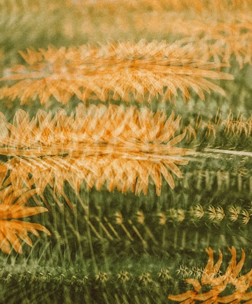Layered botanical abstraction in warm orange and green tones reflecting textile emotion for Spring Summer 2027.