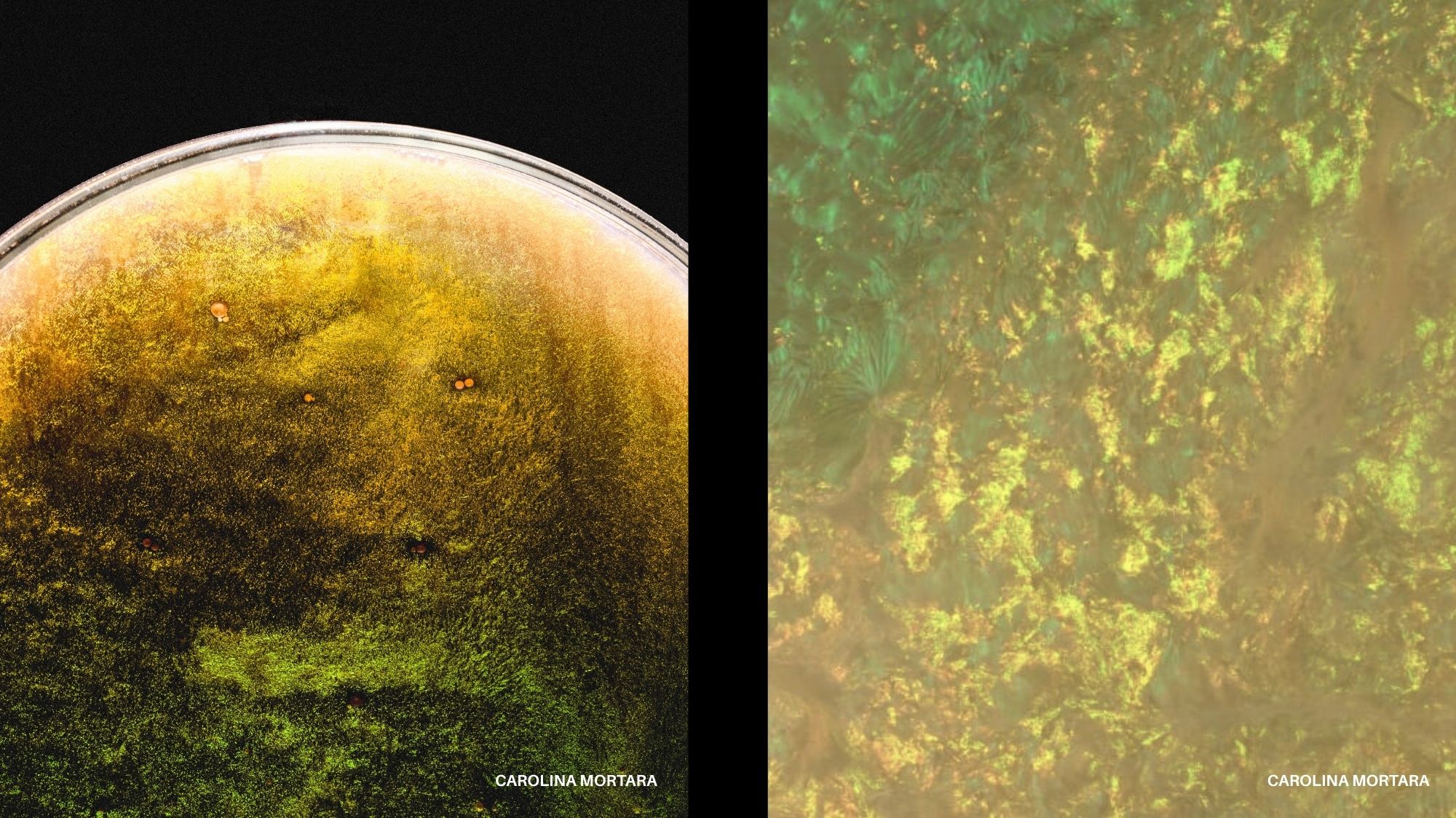 Biodesign experiment with golden-hued microbial cultures and iridescent surfaces, illustrating sustainable material innovation in trend forecasting for Spring Summer 2027 2028 by C2 Fashion Studio, a leading trend forecasting agency.