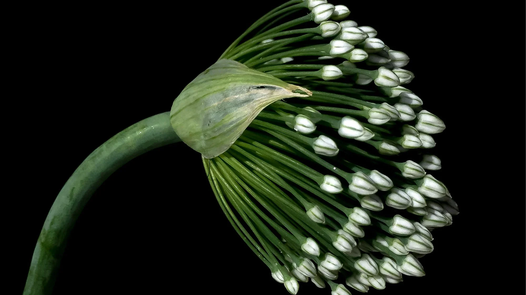 Close-up of a green flower bud cluster on a curved stem against a black background, symbolizing growth, renewal, and future fashion trends in C2 Fashion Studio’s trend forecasting.