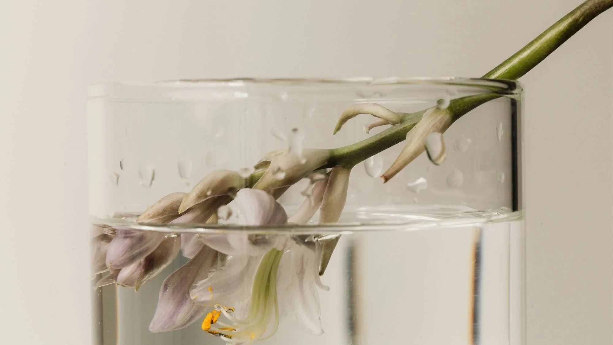 Delicate lilac flower submerged in a glass of pure water, symbolizing the fusion of nature, skincare, and spirituality in the Carewear fashion trend.