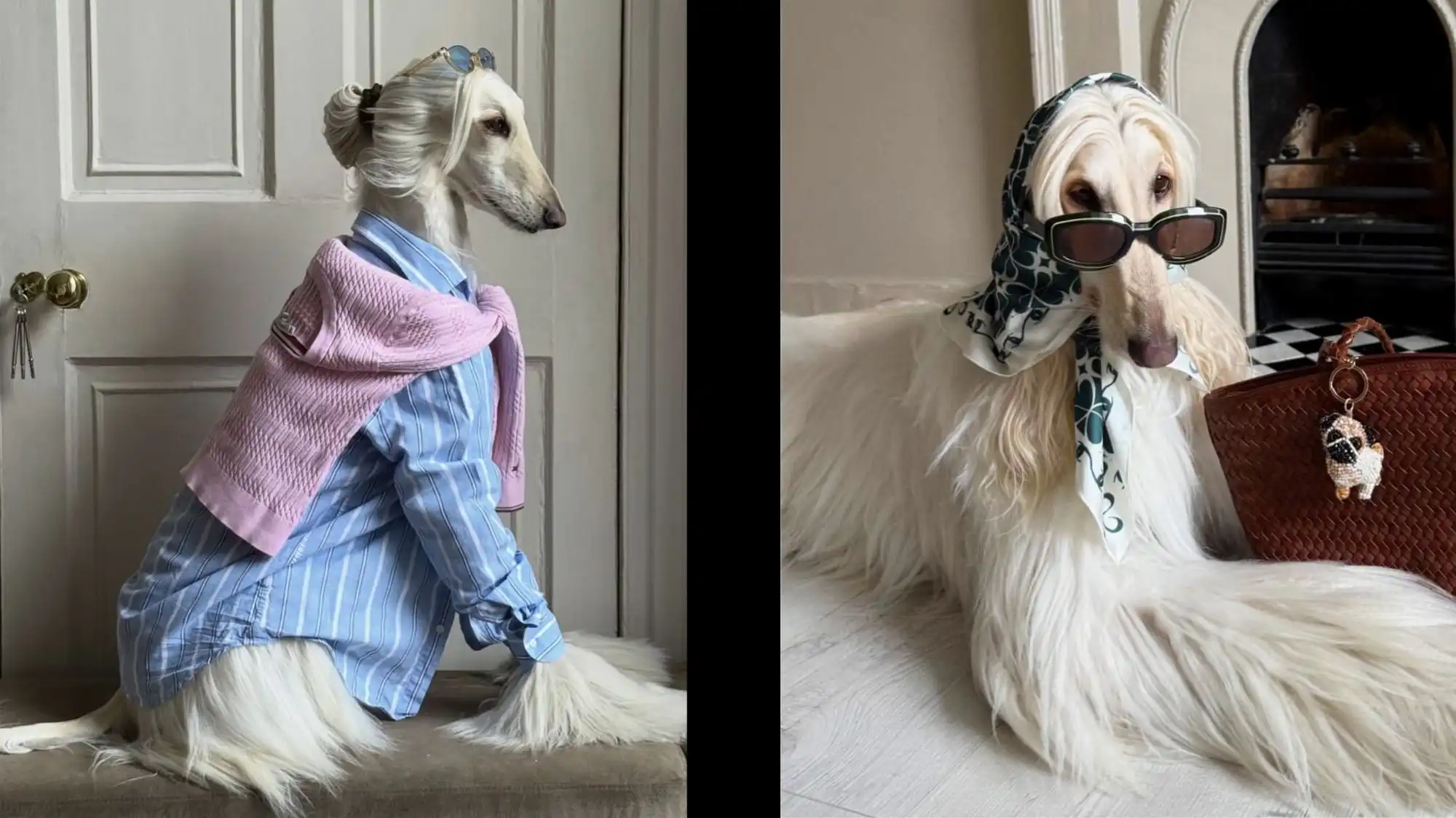 Stylish Afghan hound dressed in luxury-inspired fashion, wearing sunglasses and a scarf, representing the Humanization of Pets trend and empathic luxury in contemporary fashion design.