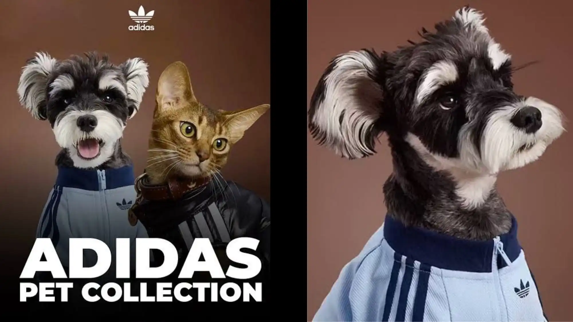 Dogs and cats wearing Adidas pet apparel, showcasing the Humanization of Pets trend and luxury-inspired activewear design in contemporary fashion forecasting.