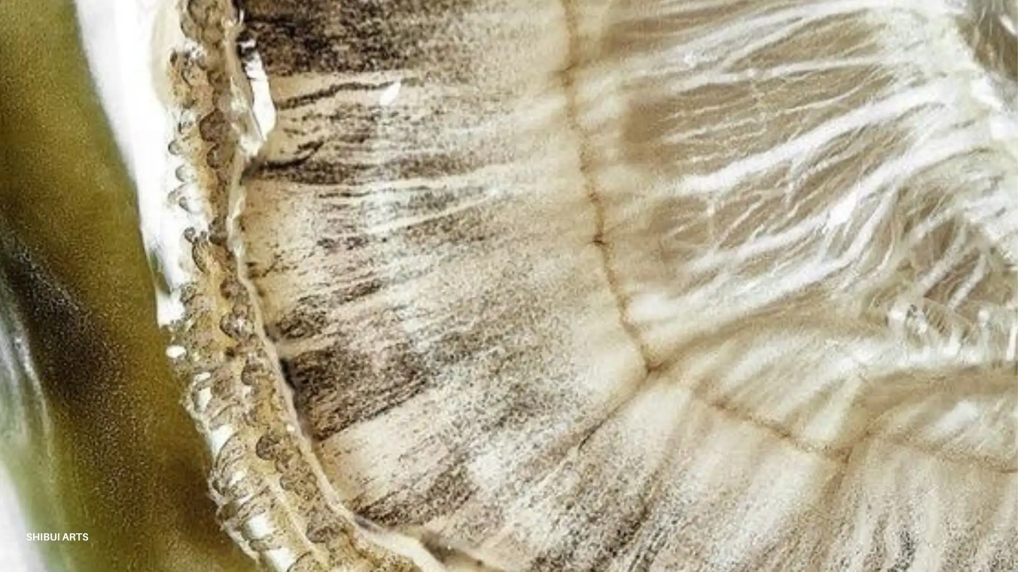 draft alt text, title, caption and description for this image based on above text and make it seo heavy