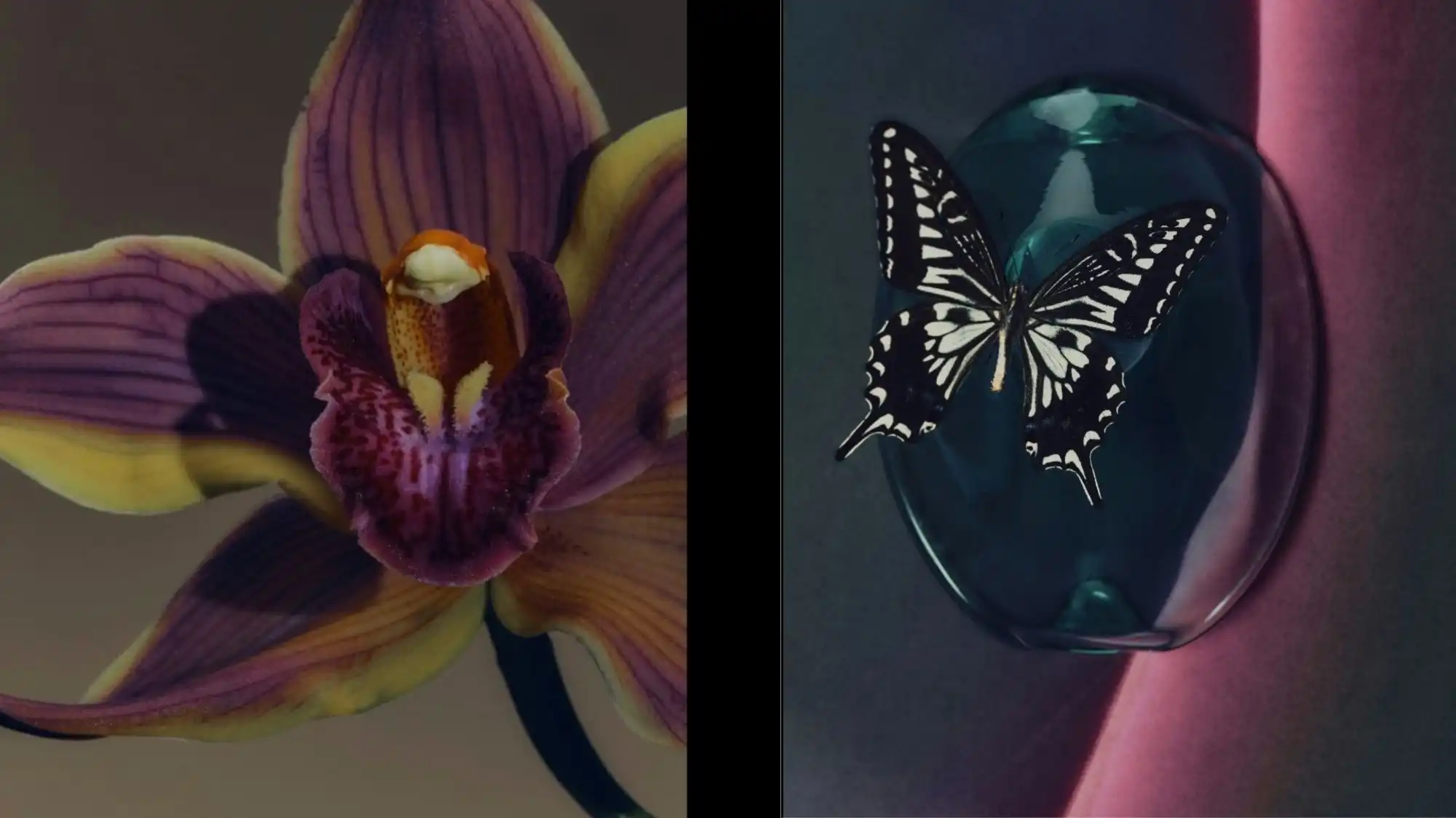 Close-up of a purple orchid and a butterfly on iridescent glass, symbolizing Conscious Vitality — C2 Fashion Studio’s macro trend for Spring Summer 2027 exploring awareness, regeneration, and emotional intelligence in fashion design.