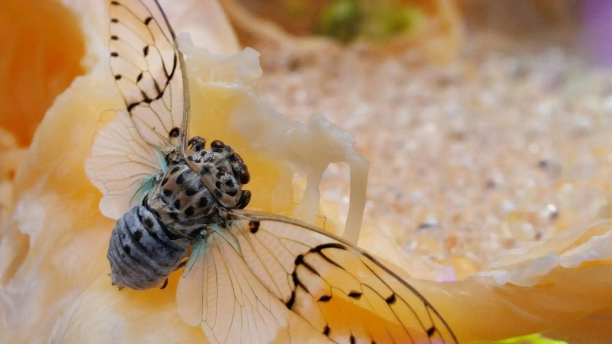 Close-up of a cicada resting on a translucent bio-organic surface, symbolizing biomimicry, regenerative design, and future nature-inspired materials for Spring Summer 2027 fashion trends.