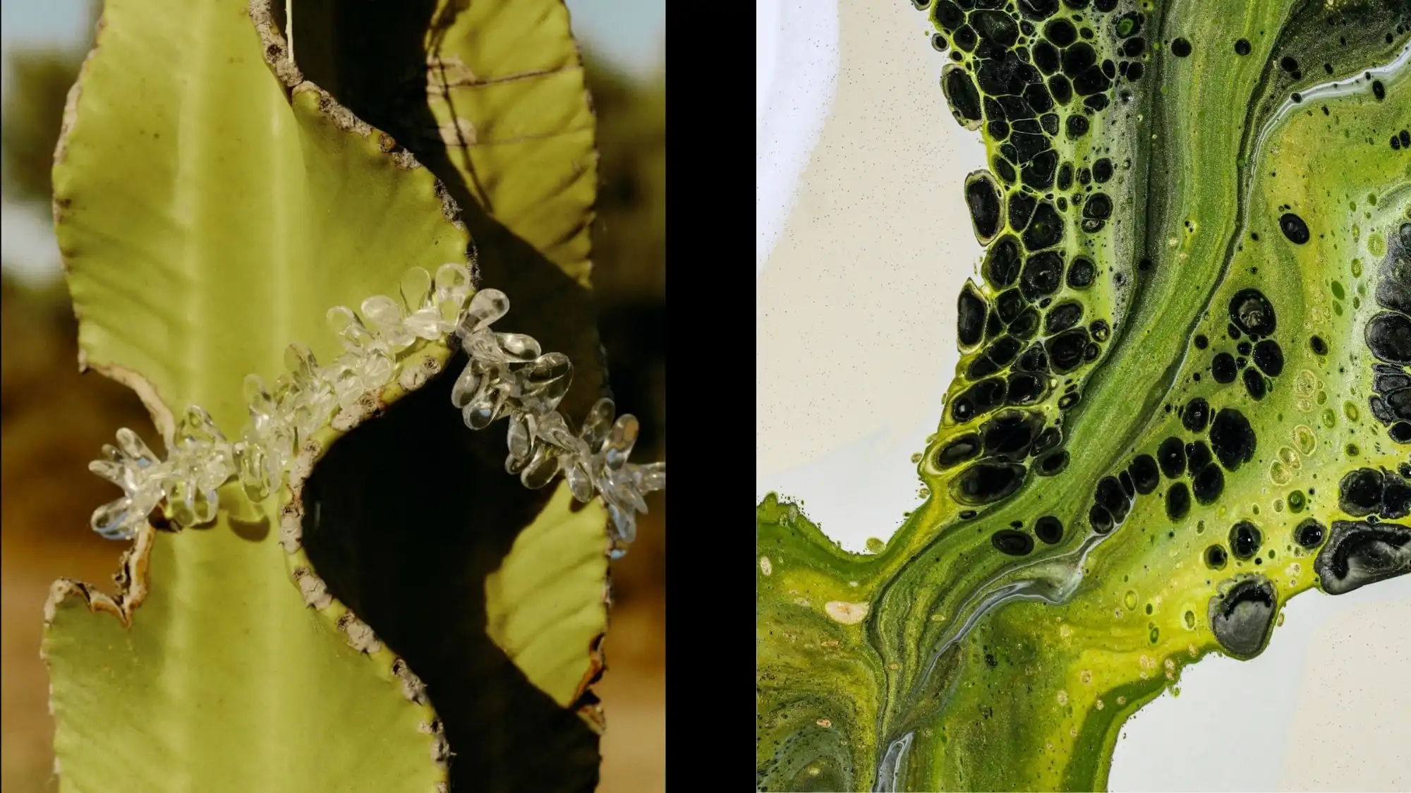 Close-up of cactus textures and abstract green organic patterns symbolizing Conscious Vitality — C2 Fashion Studio’s Spring Summer 2027 macro trend exploring sustainability, regeneration, and emotional intelligence in fashion design.