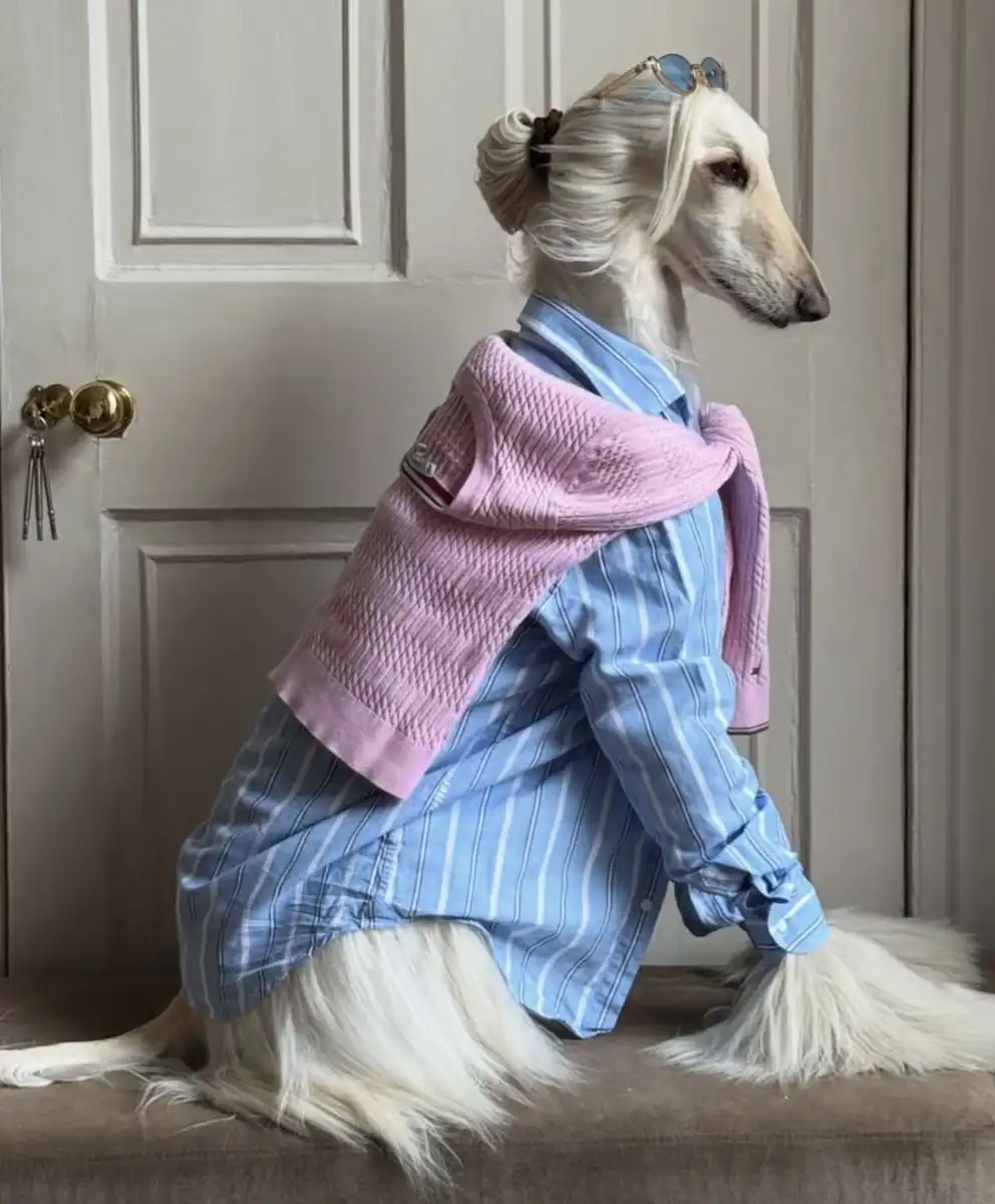 Elegant Afghan hound styled in a blue striped shirt and pink sweater, representing the Humanization of Pets trend in luxury fashion and empathic design.