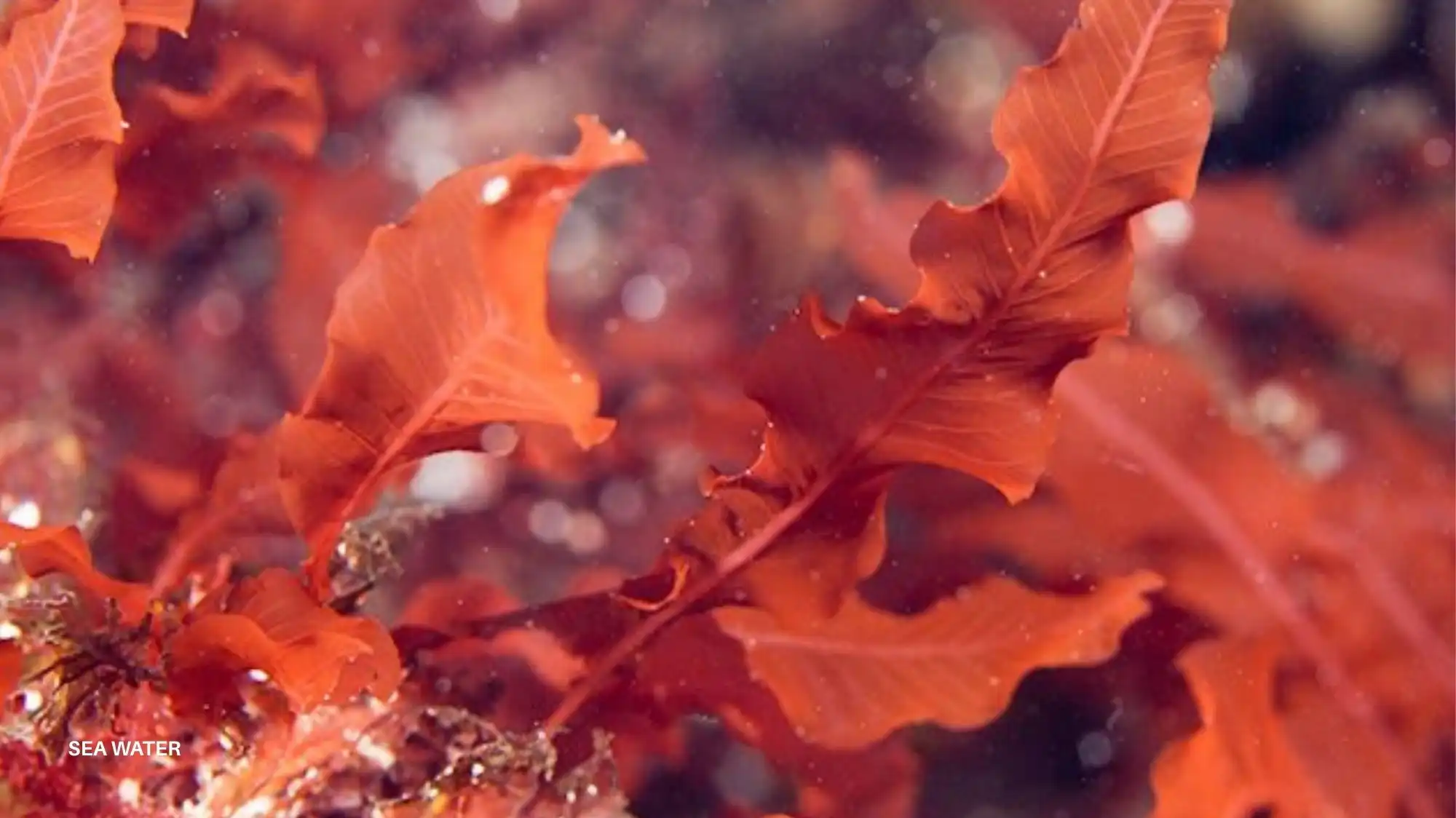 Spring Summer 2027 trend forecasting inspired by marine ecosystems, showcasing the Symbiotic Future through sea-based materials, regenerative color palettes, and nature-driven fashion innovation