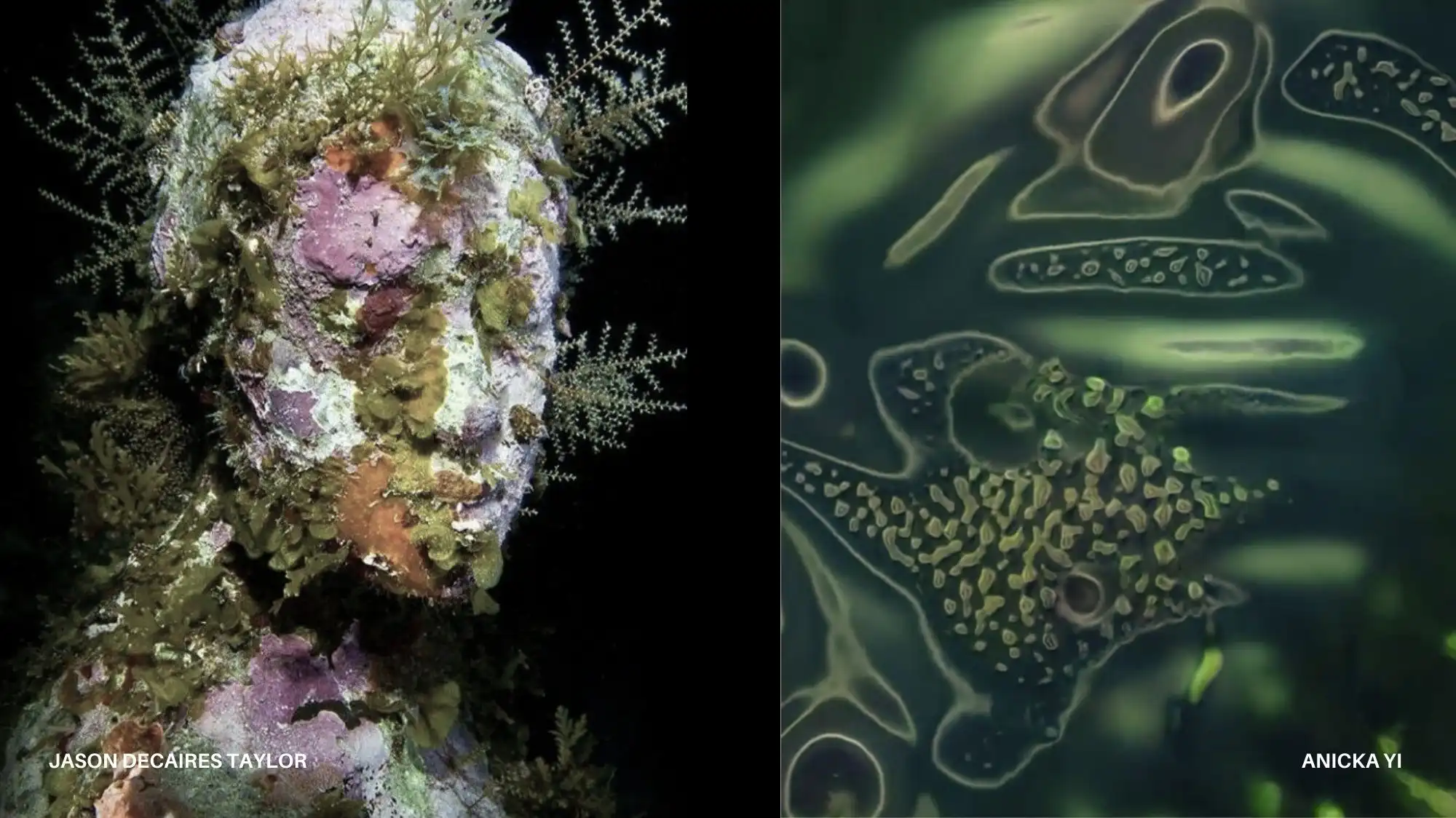 Regenerative fashion inspiration showing living systems, organic growth patterns and biomaterial aesthetics shaping AW 27/28 macro trends