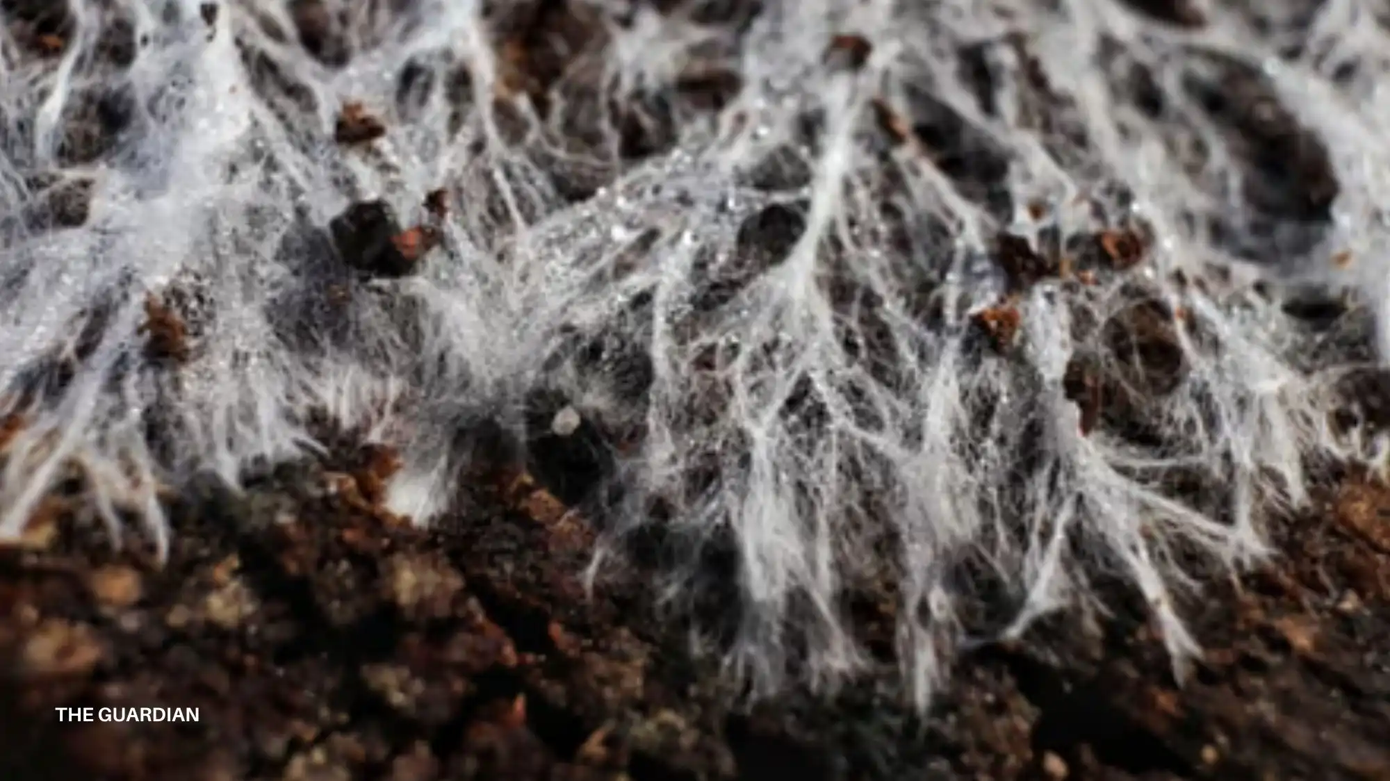 Regenerative fashion biomaterial inspired by fungal mycelium and living systems shaping material innovation for AW 27/28