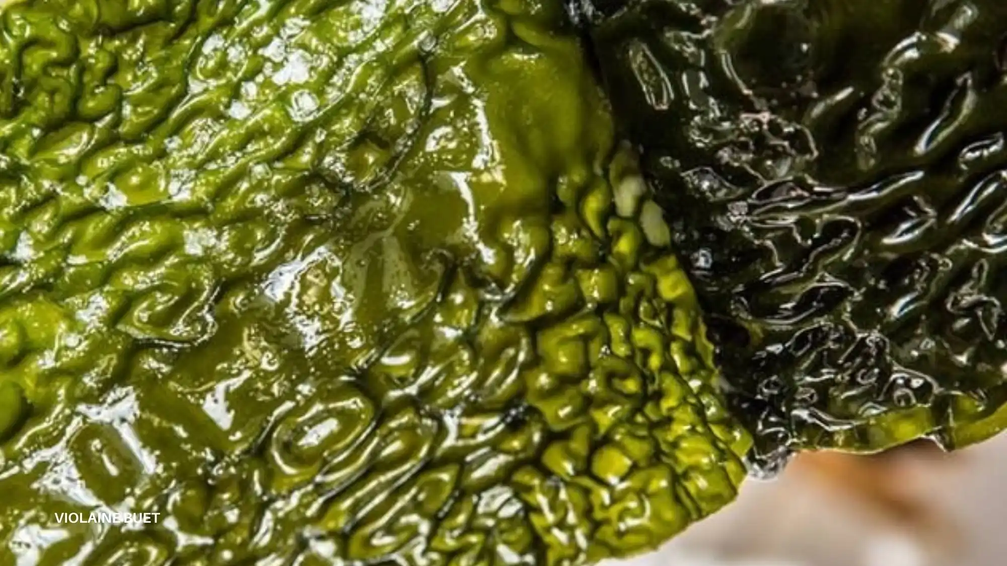 Cultivated algae-based material surface expressing biological sophistication and living textures in future fashion