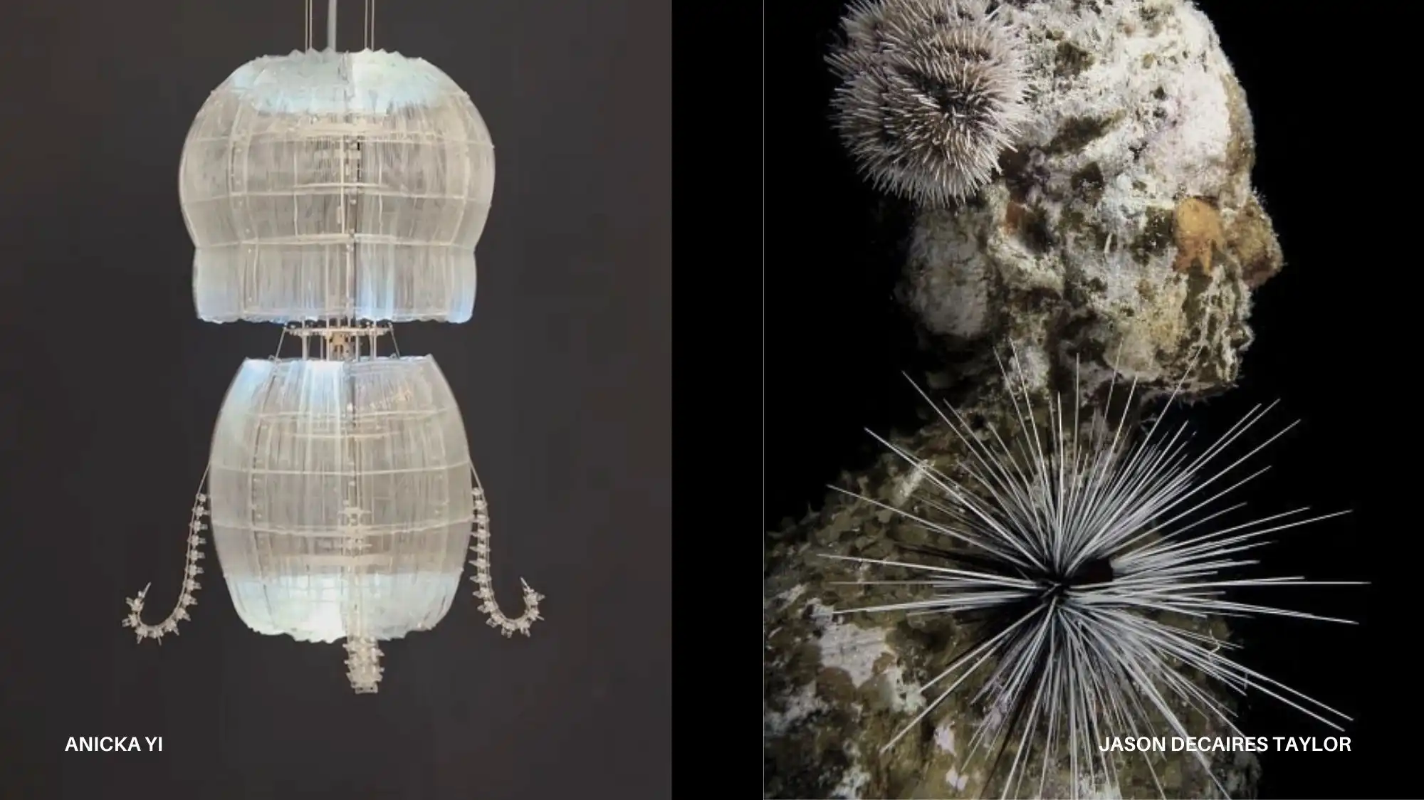 Regenerative fashion inspiration showing biomaterial structures and living system forms influencing AW 27/28 macro trends