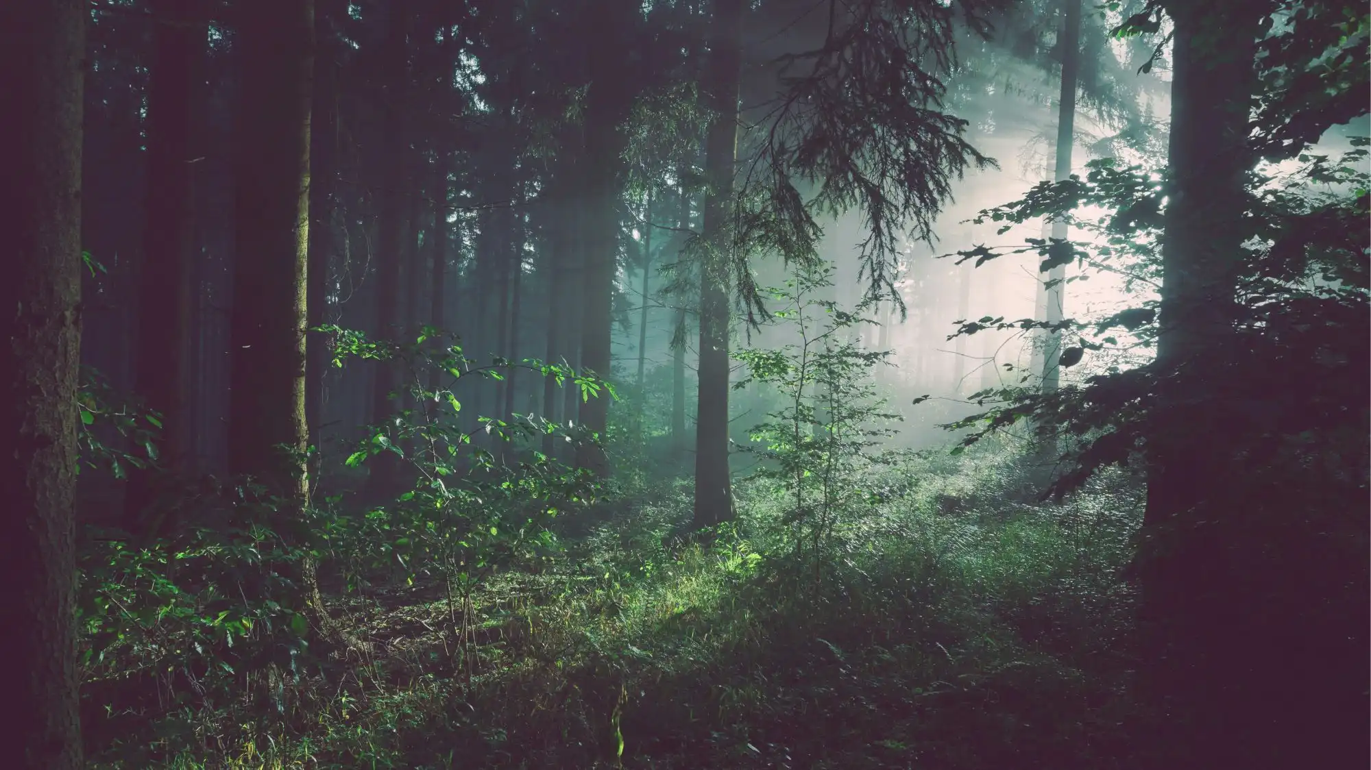 Forest landscape symbolizing Digital Detox 2026, reconnection with nature, intentional living, and escape from digital overload