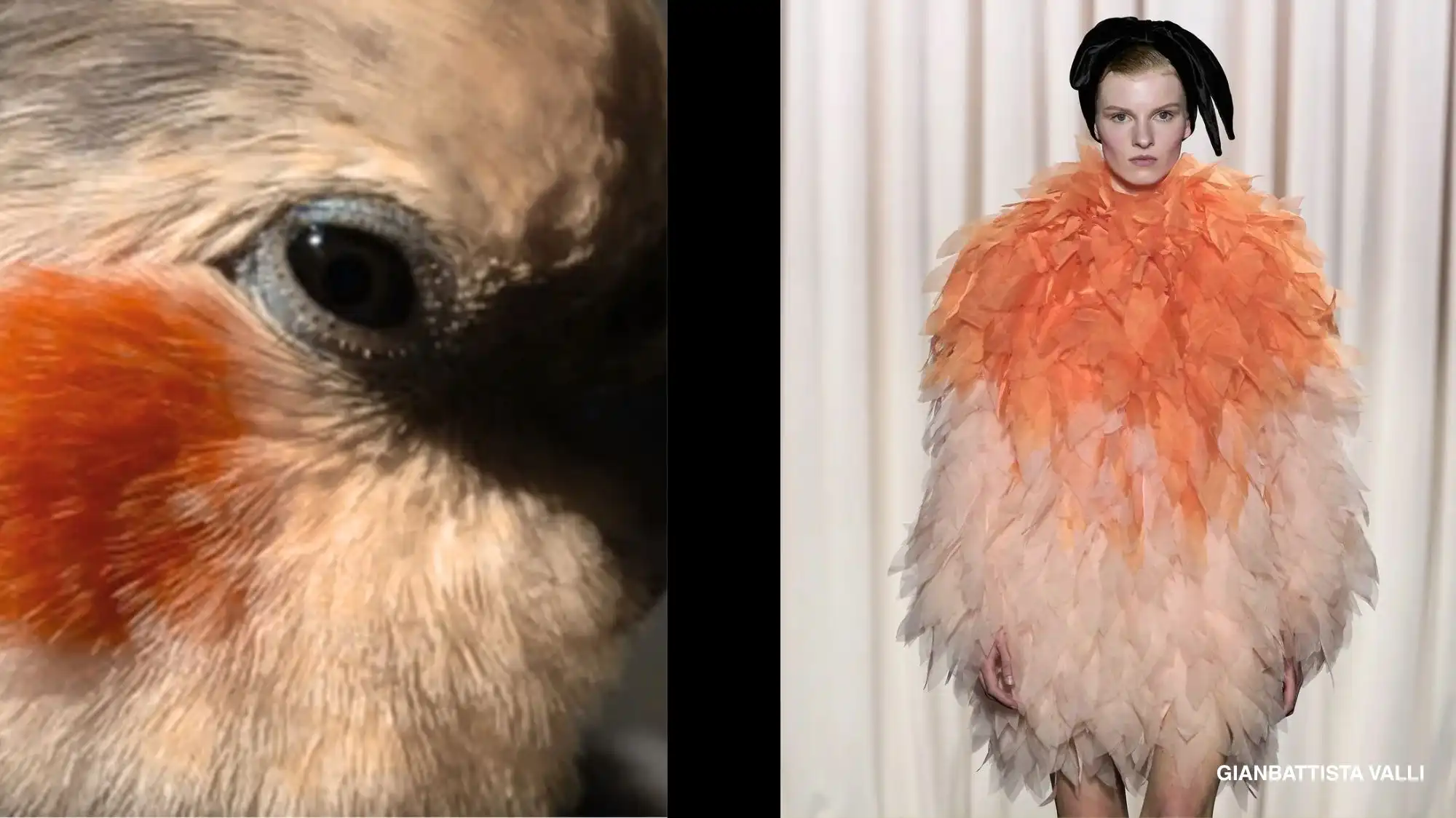 A close-up of a bird's orange and beige plumage beside a Gianbattista Valli runway look featuring a sculpted orange-to-blush feathered dress — a direct nature-to-fashion parallel in trend forecasting.