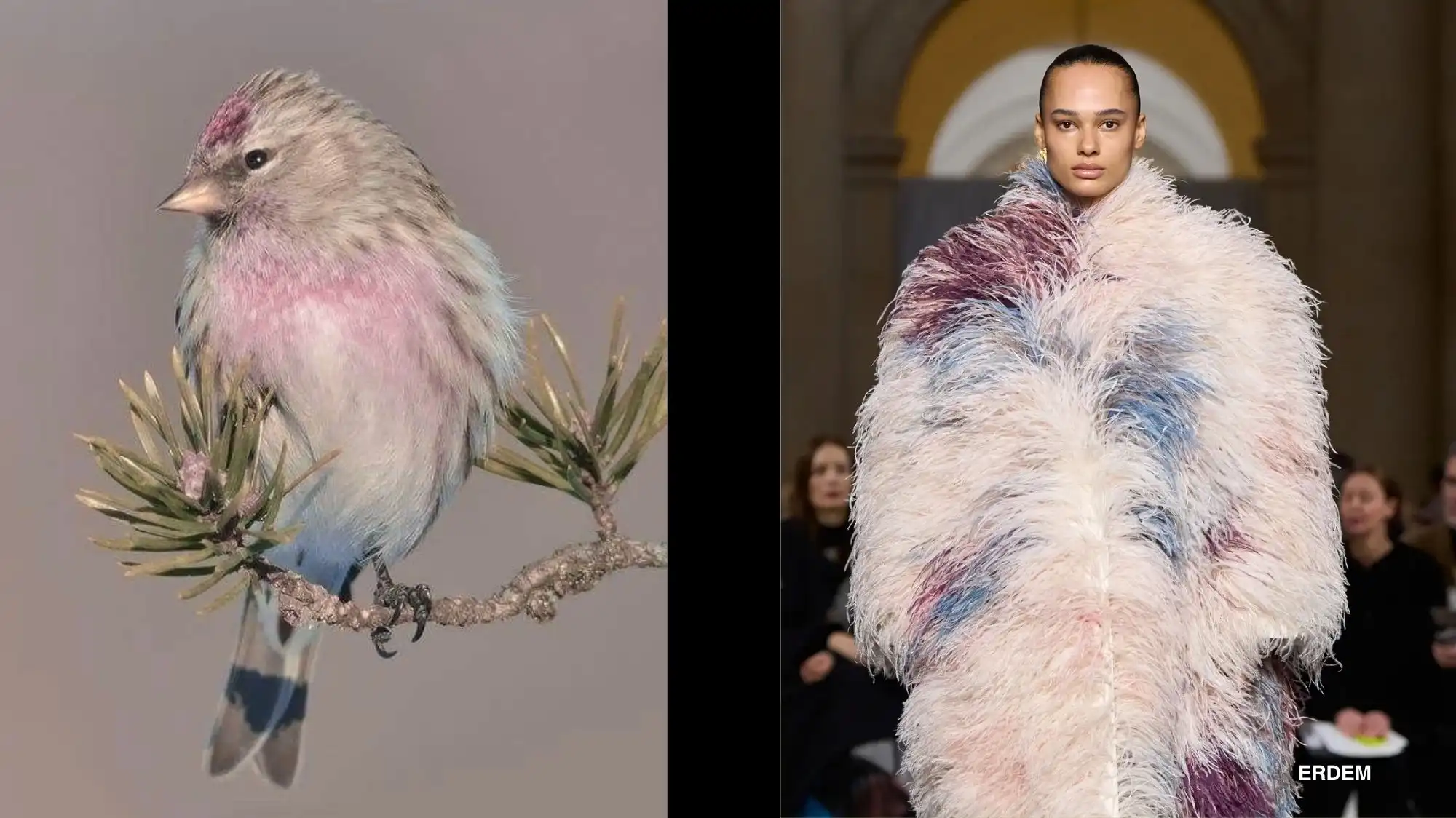A soft pink, blue and grey finch perched on a branch beside an Erdem model wearing a voluminous multicolour feathered coat — a nature-to-runway colour study in fashion trend forecasting.