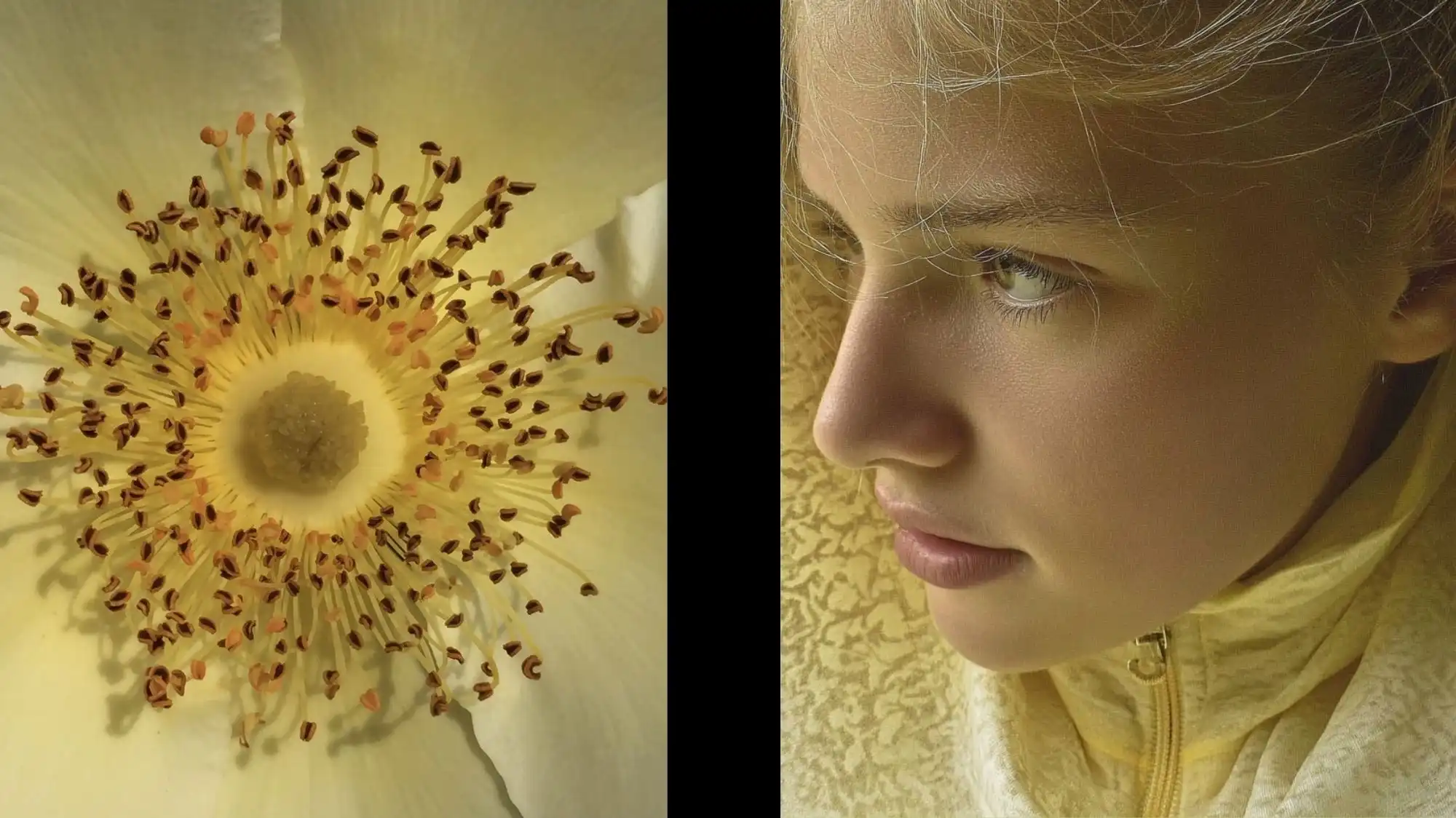 Luminous Balance Spring Summer 2028 Color Trend Forecast moodboard featuring a delicate cream flower and a portrait illuminated by soft botanical yellow tones. The imagery reflects emotional clarity, natural luminosity, organic beauty, and harmonious color storytelling identified through C2 Fashion Studio Trend Forecasting, Trend Intelligence, and Consumer Behavior research.