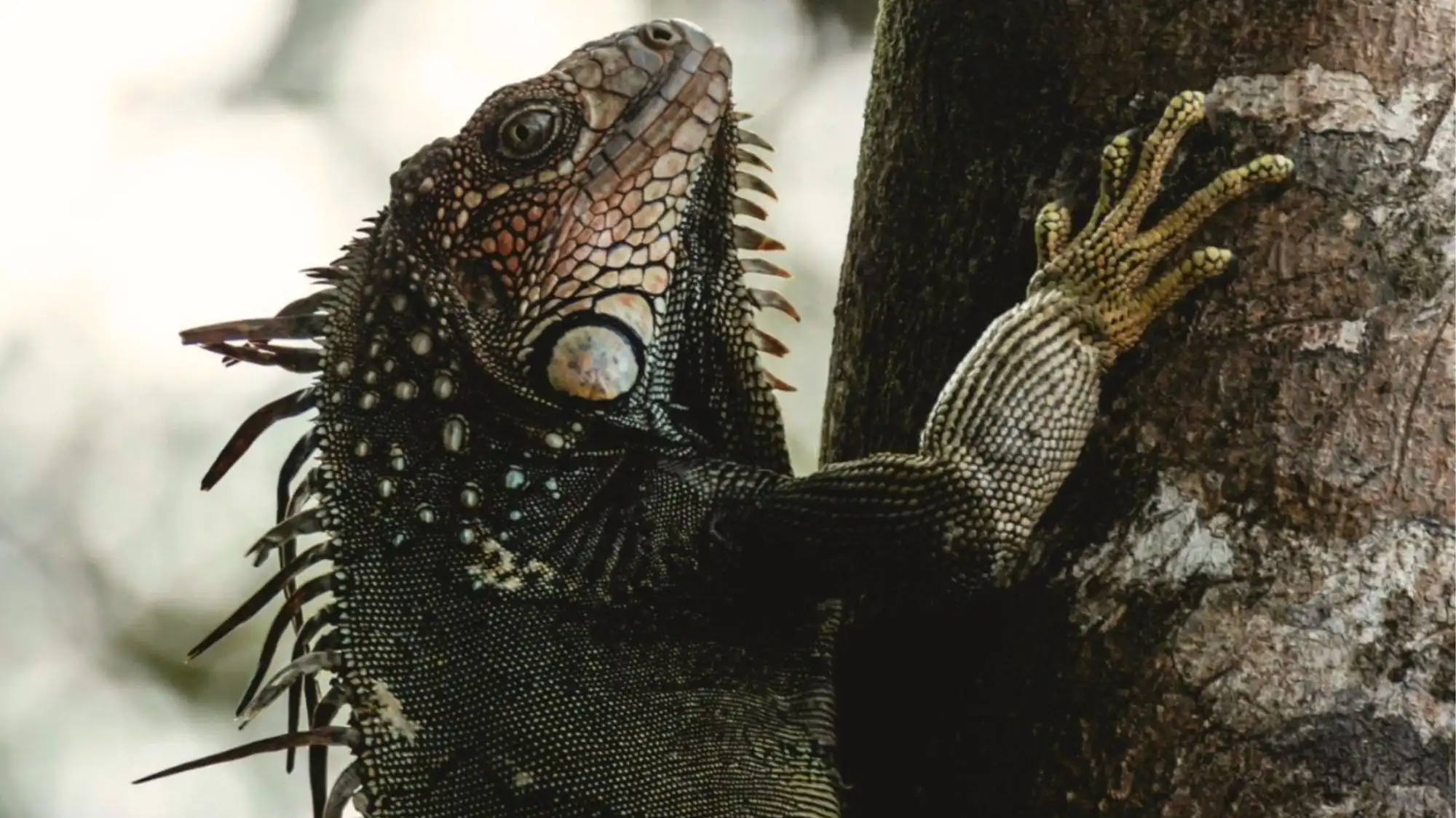 Close-up of an iguana showcasing biomimetic textures, reptile-inspired surface patterns, and natural material references featured in C2 Fashion Studio’s Spring Summer 2027 Fashion Trend Forecasting research on bio-inspired design and Trend Intelligence.