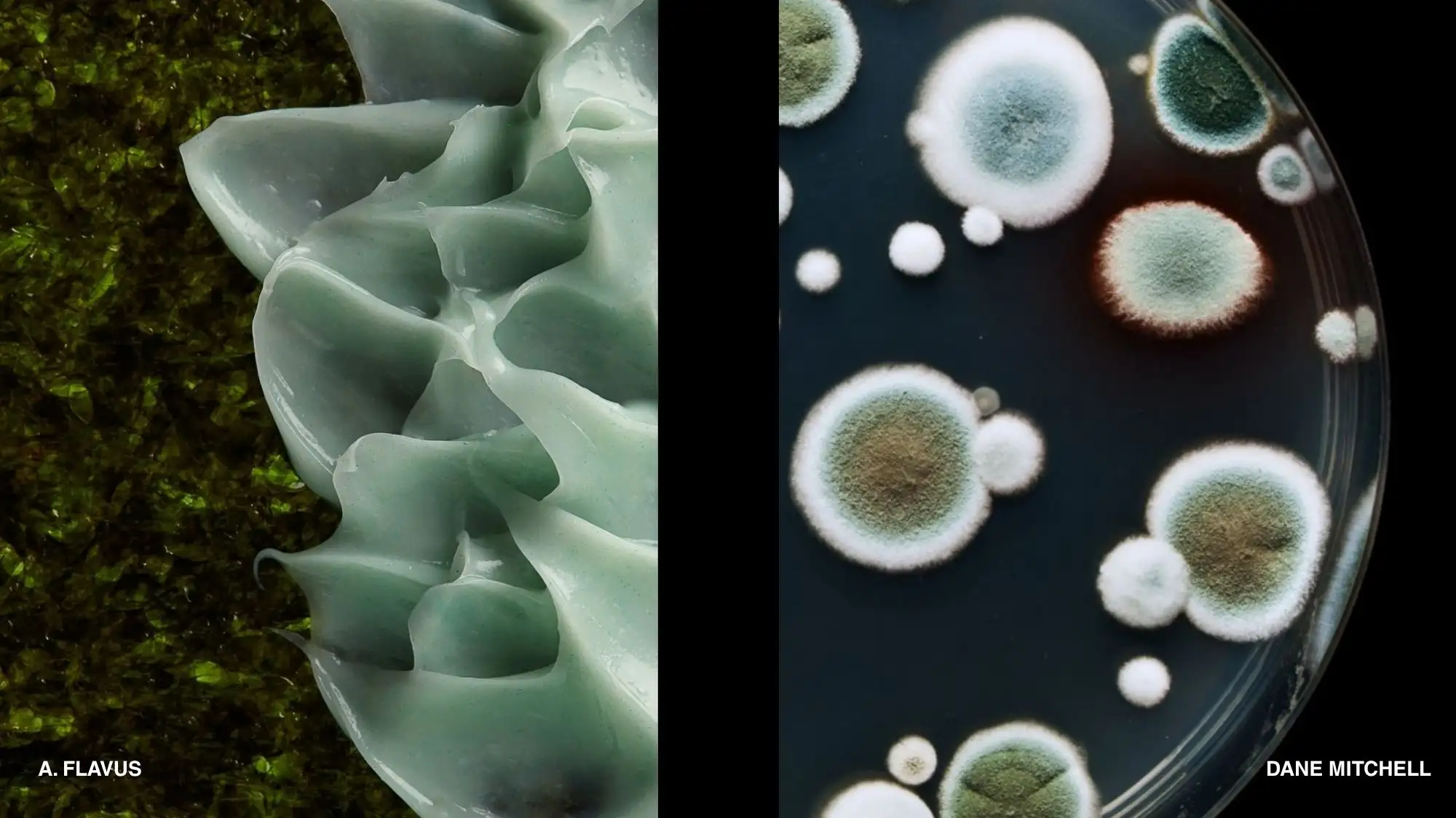 Autumn Winter 2028 2029 trend forecast by C2 Fashion Studio exploring Human Equilibrium through biomaterials, organic structures and living intelligence.