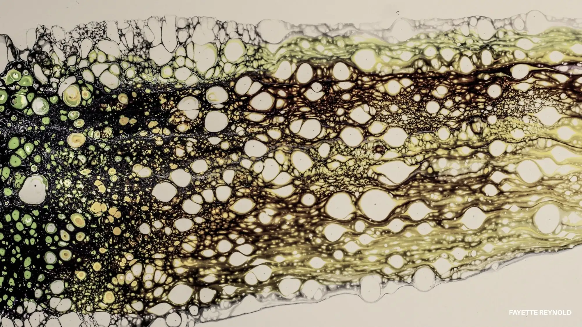 Bio-Tech Matter material surface for Autumn Winter 2027 2028 featuring cellular formations and organic structures inspired by living systems, from C2 Fashion Studio Trend Forecasting.