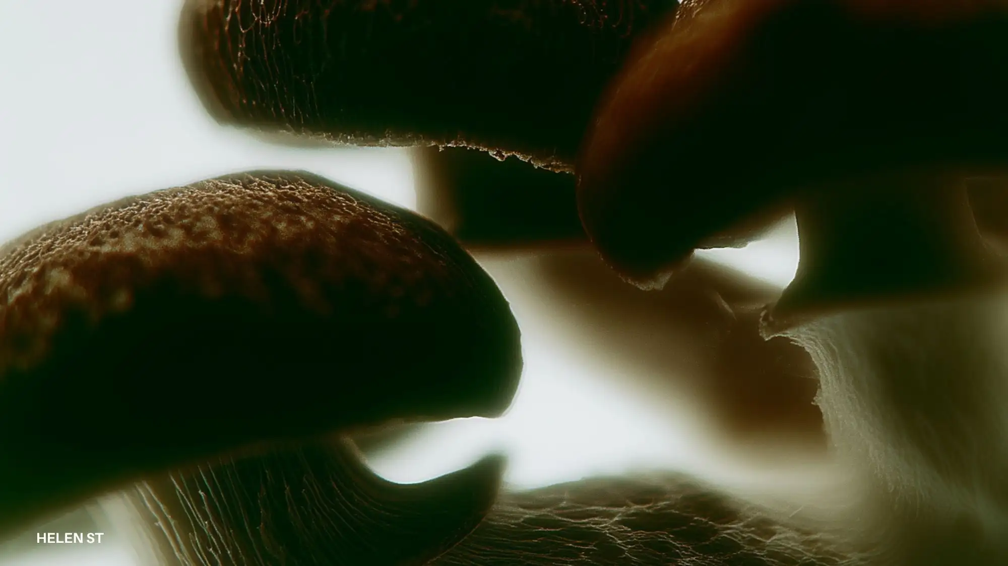 Organic mushroom-like structures and bio-grown surfaces illustrating living materials and Material Intelligence for Autumn Winter 2027/28 by C2 Fashion Studio.