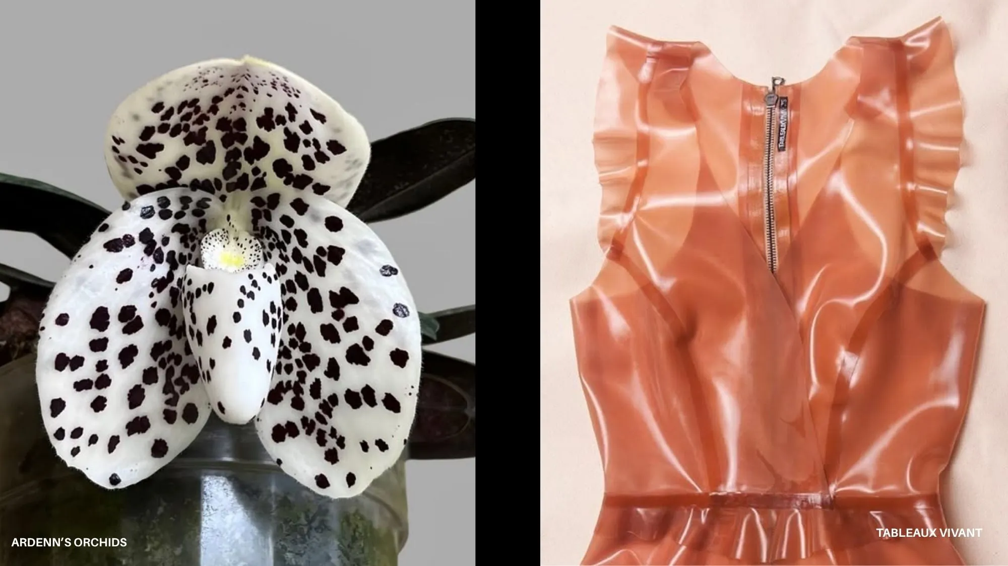 White orchid with black spotted petals beside a glossy coral-orange ruffled garment, illustrating nature-inspired patterns and innovative materials in C2 Fashion Studio’s Spring Summer 2028 Beachwear Trend Forecasting.